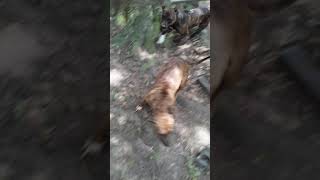 Apbt Ramrod & Apbt Angel Being Dogs