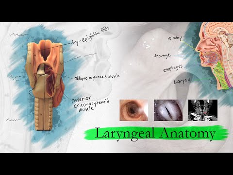 Introduction to Larynx, Pharynx, and Airway Anatomy