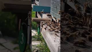 Beewatching #beeshorts #beelife #animalhusbandry #beekeeping #beelover Bee short