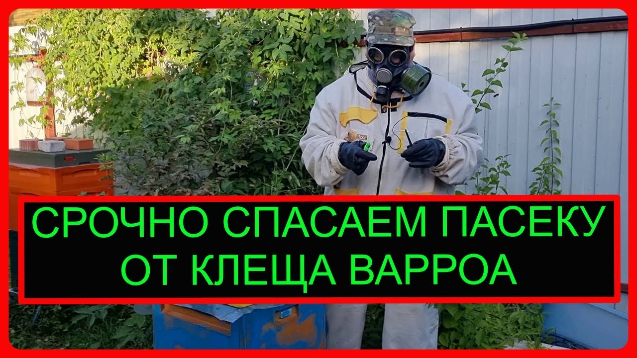Срочное лечение варроатоза пчел в экстренных случаях. Видео по ...