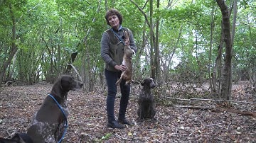 German Shorthaired Pointer retrieving Cold game ( Hare)