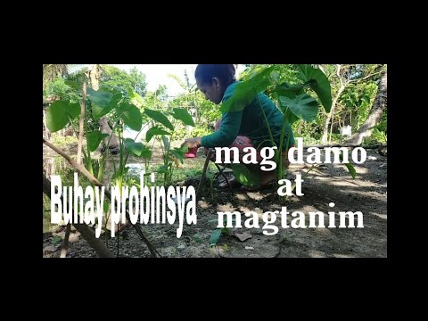 Video: Pagtatabas ng Gulay sa Hardin: Paano Magdamo ng Hardin