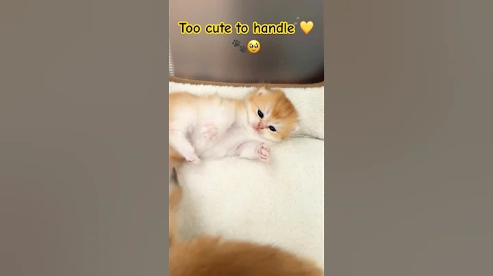 Video 10758081: british golden kitten, golden shaded british, cutest british, kittens born, cattery