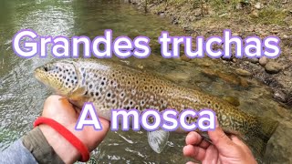 Grandes truchas a mosca seca. Flyfishing, captura y suelta.