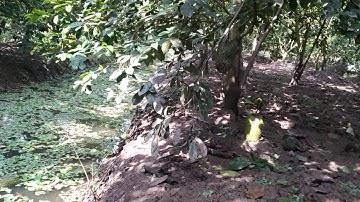 Mãng cầu xiêm đã ăn hết trái mùa 2.vào đã sên sìn để làm bông mùa 3.!!!