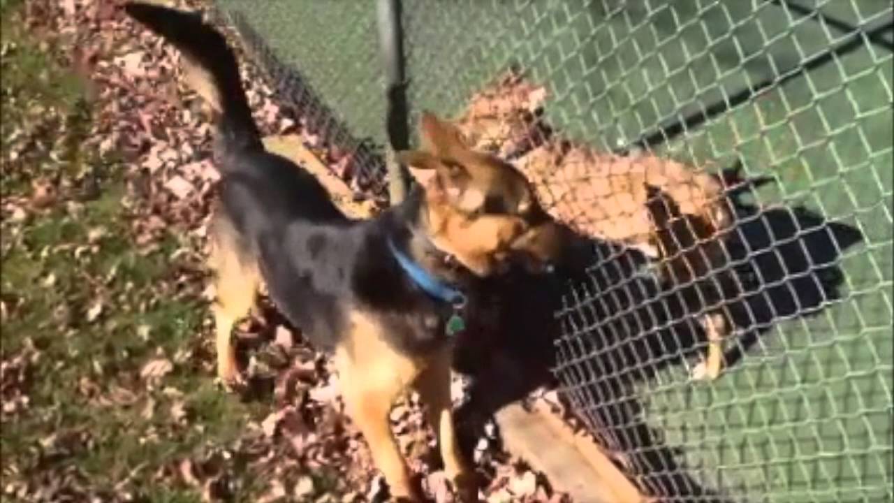 Mick Jagger the Very Reactive German Shepherd Dog - YouTube