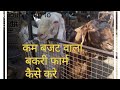 goat farming कम बजट वाला बकरी फार्म कैसे करे?