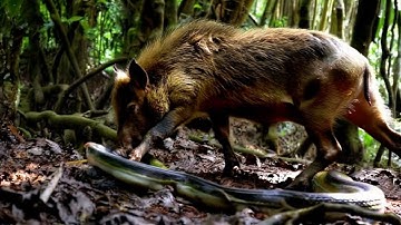 Wild Boar Fighting Snake#ai#GPT#sora#kling#openai#story#animal