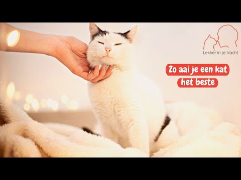 Video: Hoe Een Kat Te Aaien?