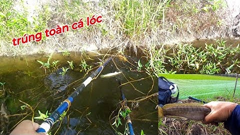 Xiệt Cá Lóc Đồng Mương Ruộng Dính Thấy Ham | kích cá miền tây
