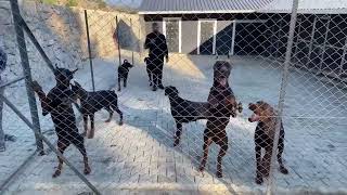 Doberman Gang