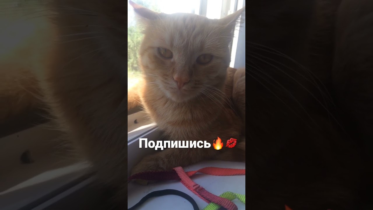 песня кис кис кис кис я котик ты котик. песня кис кис котик. Zhanulka певица. кис кис. песня кис кис котик.