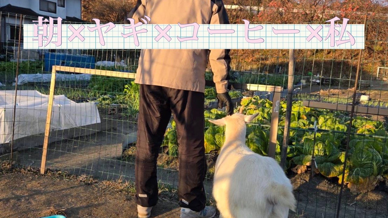 朝×ヤギ×コーヒ×私
