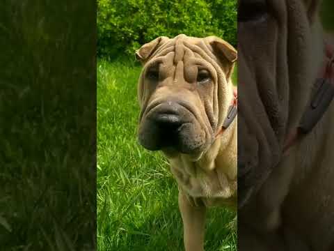 Beautiful ❤️ sharpei puppy. Щенок шарпея