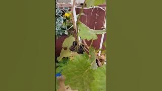 Jentayu Strawberry Farm