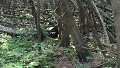 What a bear den looks like Black Bear Wisconsin How to find a bear den