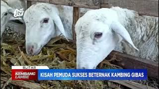 BLITAR - Kisah Pemuda Mantan Kuli Bangunan Sukses Beternak Kambing Gibas