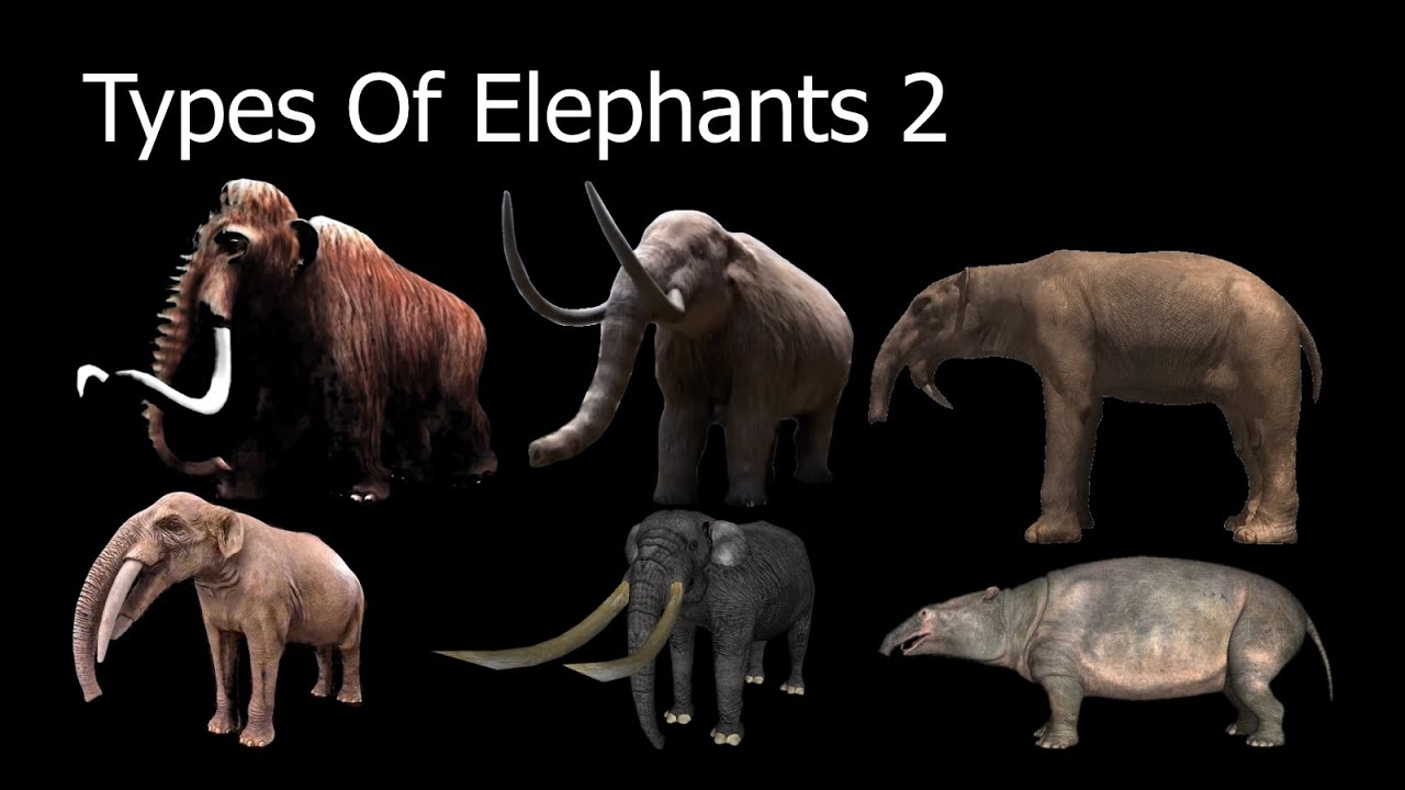 Types Of Elephants 2 - YouTube