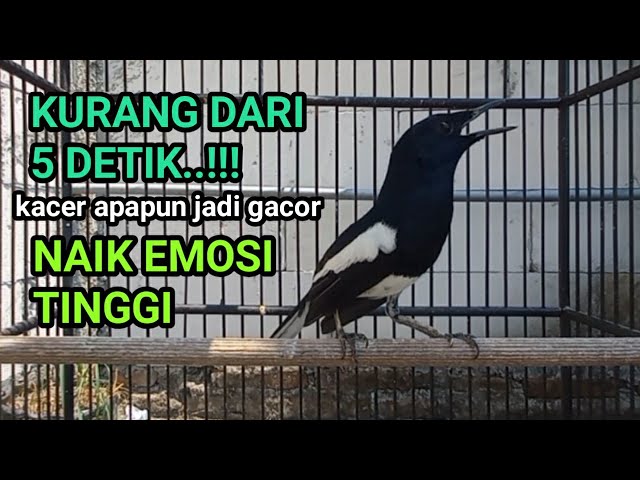 kacer gacor NARUNG FULL EMOSI ampuh BUAT PANCINGAN KACER AGAR NAIK EMOSI bikin KACER BAHAN GACOR DOR class=