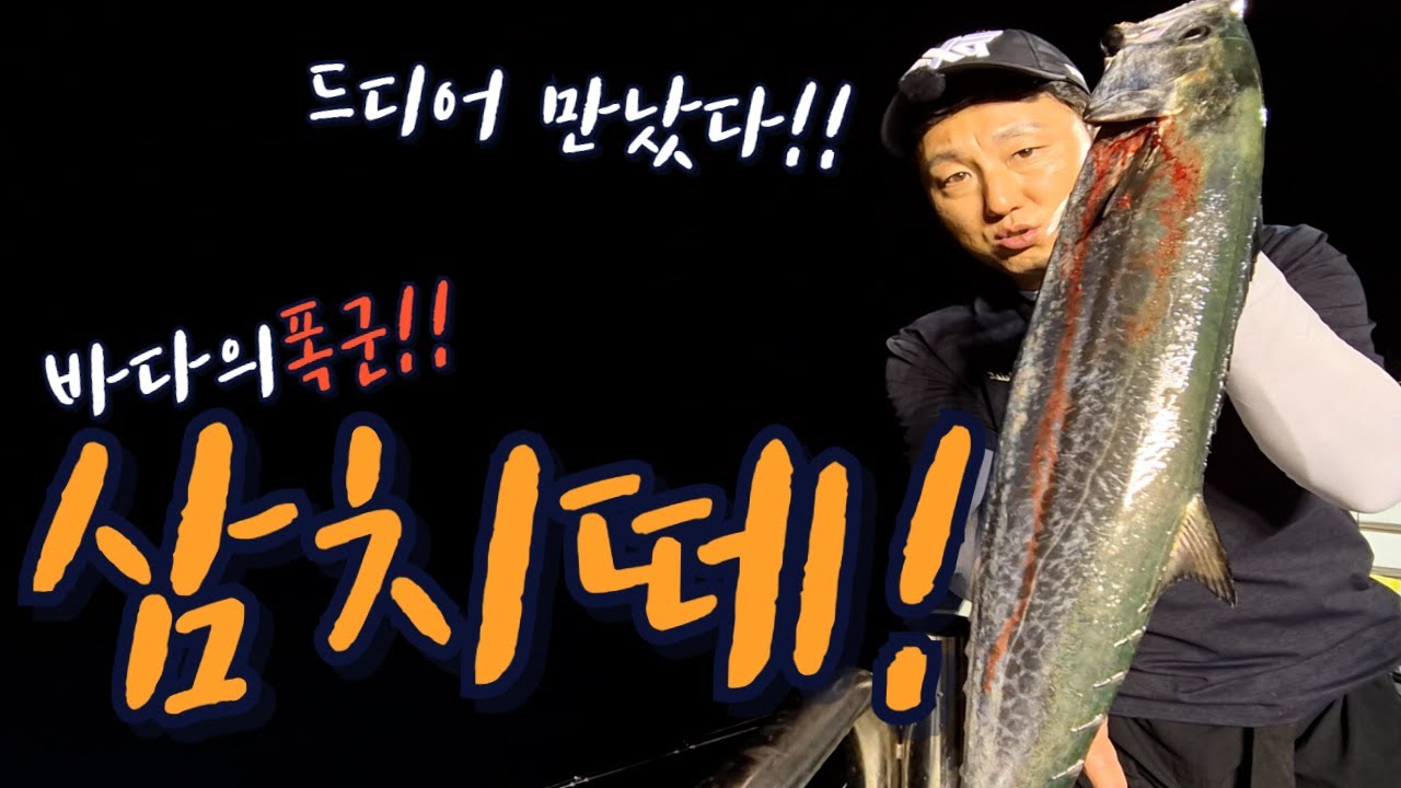 초등생 까지 전원만쿨!! 미터급 삼치들이 쏟아집니다!