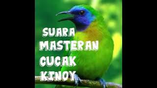 Suara pikat & masteran cucak kinoy