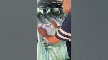 Cung cấp cá giống nước ngọt số lượng lớn. 0909770509 #cá_giống #trại_cá_giống_út_me