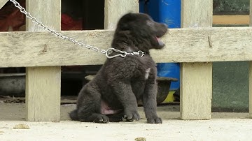 Cộc đực đen - Chó bản Mông hoang dã nguyên chất Hà Giang