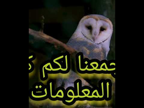 طائر البومة حقائق ومعلومات