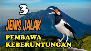 Download Lagu Mitos Burung Jalak Lawu -kalam wadi MP3