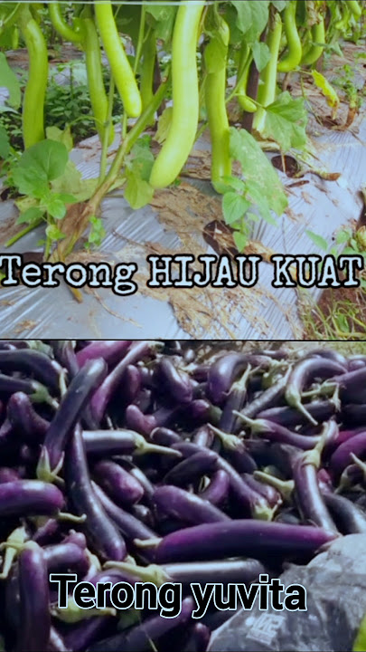 strong green eggplant vs purple eggplant
