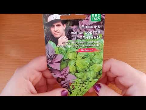 Сею БАЗИЛИК БУКЕТНЫМ