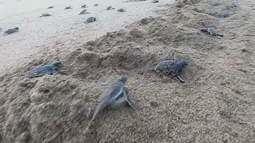 meru betiri pelepasan tukik di pantai sukamade banyuwangi