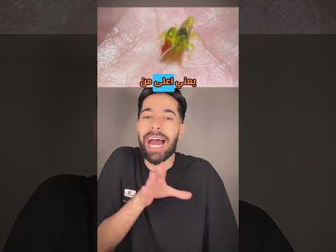 روبيان المسدس  اصغر و اخطر كائن بحري بالعالم
