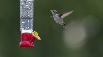 New Hummingbird Vignettes 12