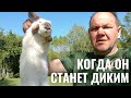 КАК МНЕ КРОЛИКИ ПОМОГАЮТ БОРОТЬСЯ С КЛЕЩОМ