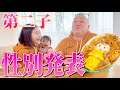 【性別発表】第二子の性別が分かったのでけーに報告しました😳🩷【ジェンダーリビール】