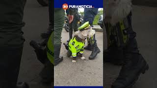 Ya Sabemos Quién Manda En La Patrulla