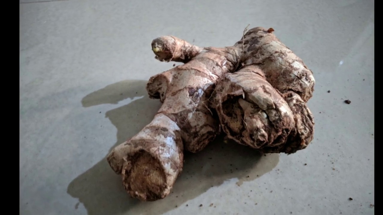 Health benefits of Ginger in malayalam YouTube