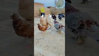 ?all my beautiful kabutar pigeons video ???️ pigeon shots kabootar youtubeshorts