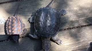 Size Comparison:  How Fast Do Alligator vs Common Snapping Turtles?