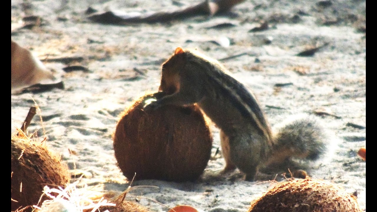 How Animals Eat Their Food YouTube