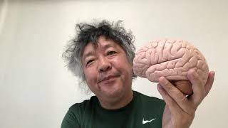 リーダーの脳、フォロワーの脳