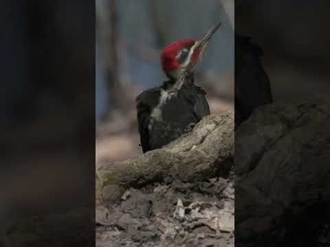Foraging - Pileated Woodpecker (Dryocopus pileatus)