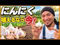 【9月中が勝負】にんにく、この時期を逃すと来年収穫できません