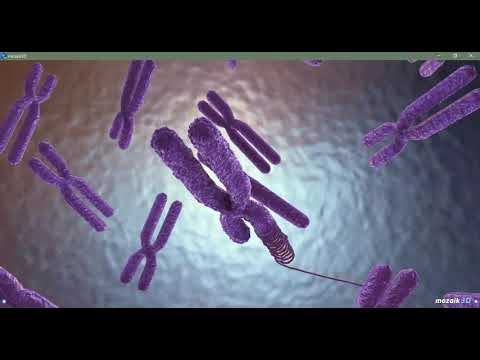 Video: Ingineria Inversă A Direcționat Rețelele De Reglare A Genelor Din Transcriptomica și Proteomica Datelor Comunităților Bacteriene De Biominiere Cu Calcule Bayesiene Aproximative și