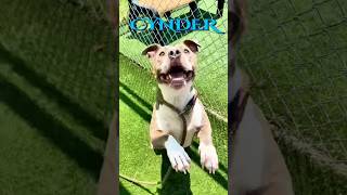 5 Year Old Shelter Dog Makes The Best Of Her Animal Shelter Stay