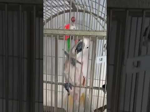 Say I Love You To Puppy