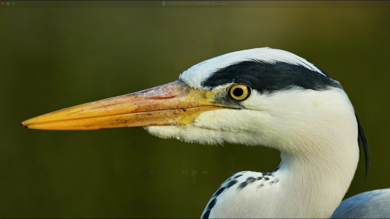 【4K】SONY FE 400-800mm F6.3-8 G OSS のズーム域は野鳥撮影に最適！アオサギ先輩が凛々しい！（SONY α1Ⅱ/SONY SEL400800G）