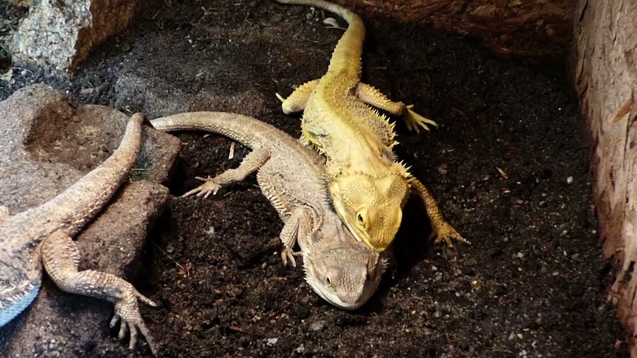 Páření agam vousatých (Pogona viticeps)