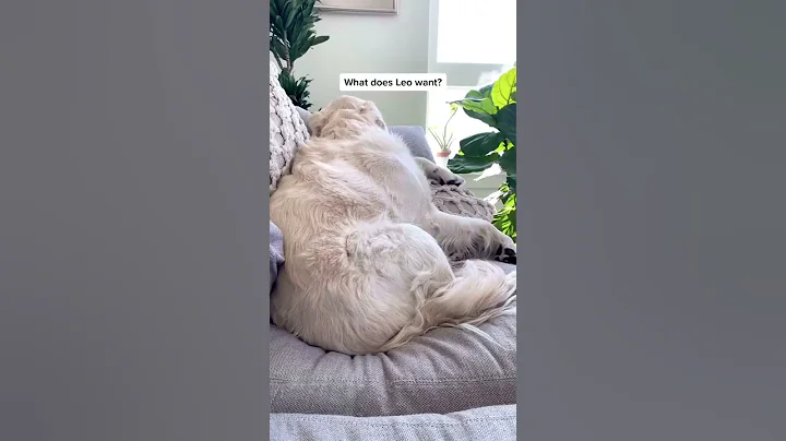 Sleeping Dog Wakes Up to the Word “Chicken” - DayDayNews